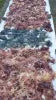 Full Spectrum Sea Moss