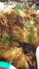 Full Spectrum Sea Moss